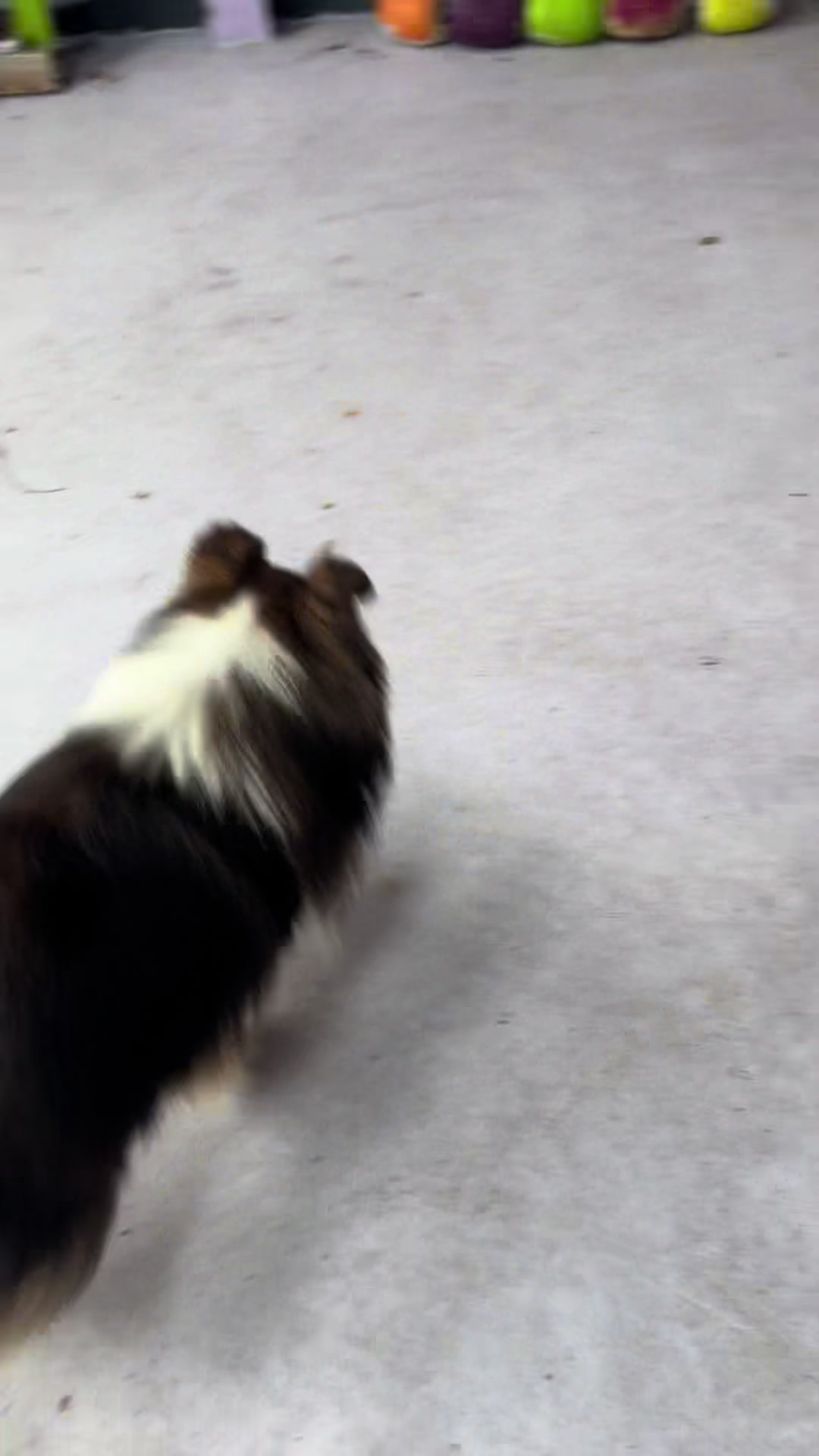 @Heather Discovery Canine Adv.