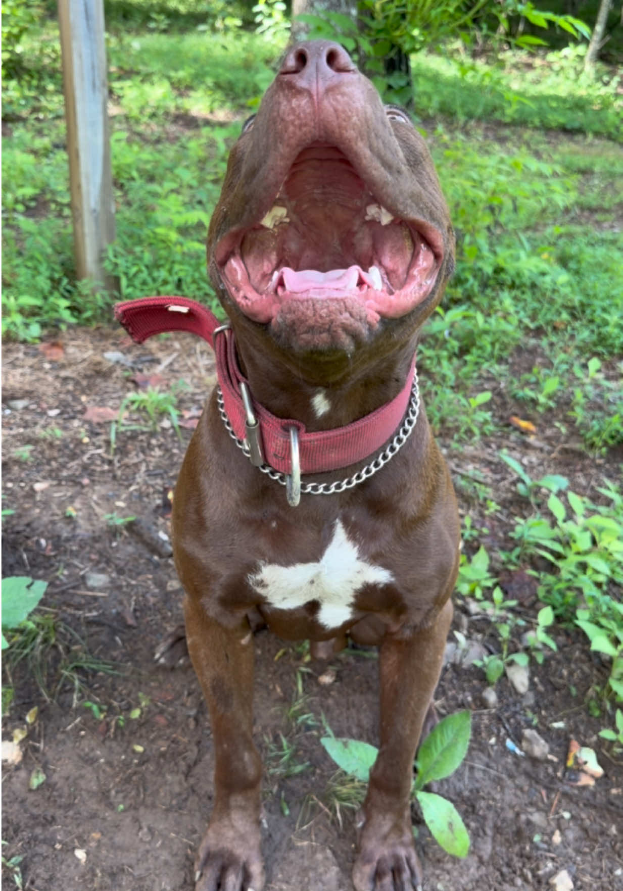 @WorldGoneMadKennels