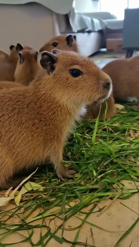@Capybarabaramedia