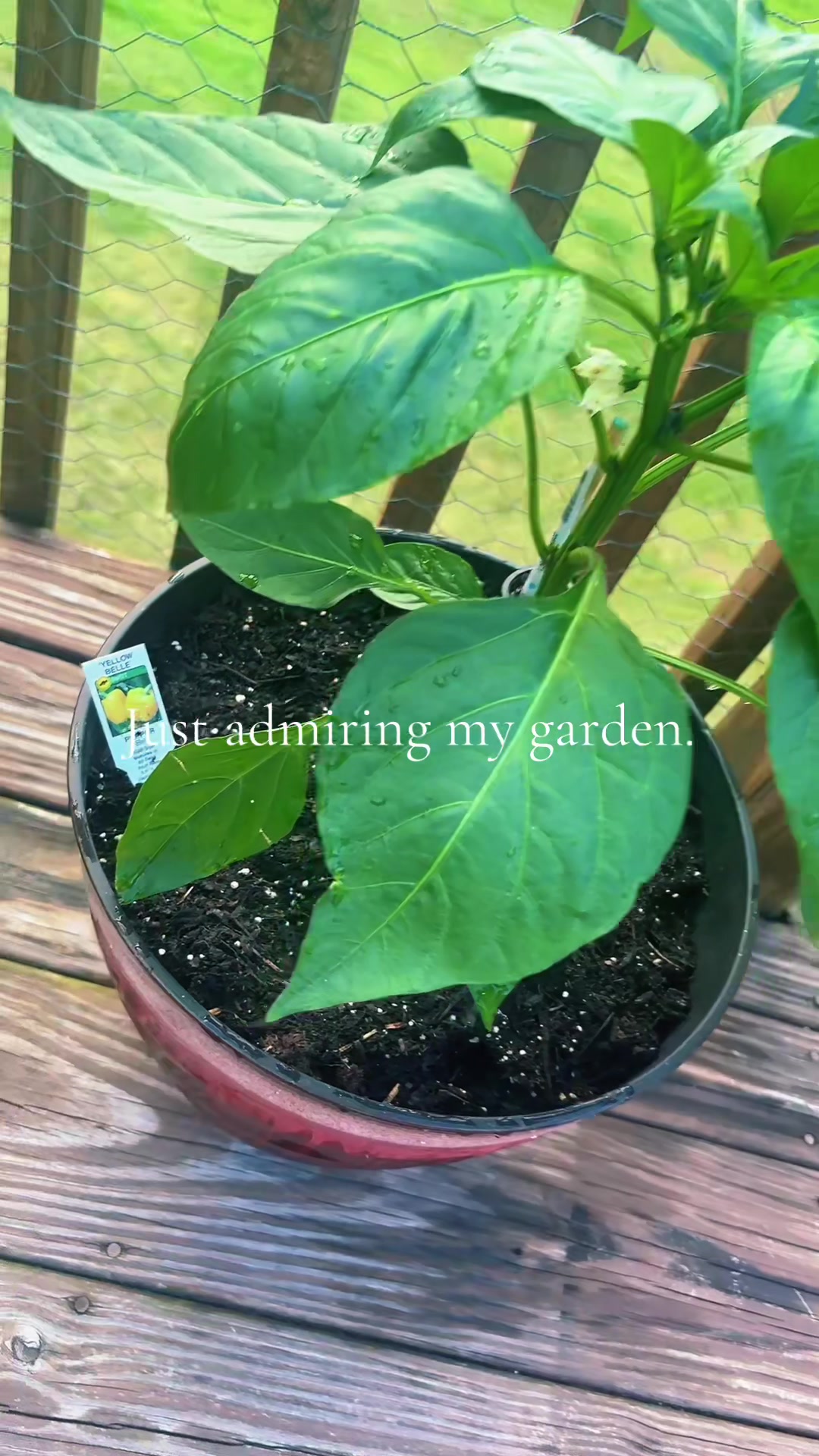 @LuluDexLiving