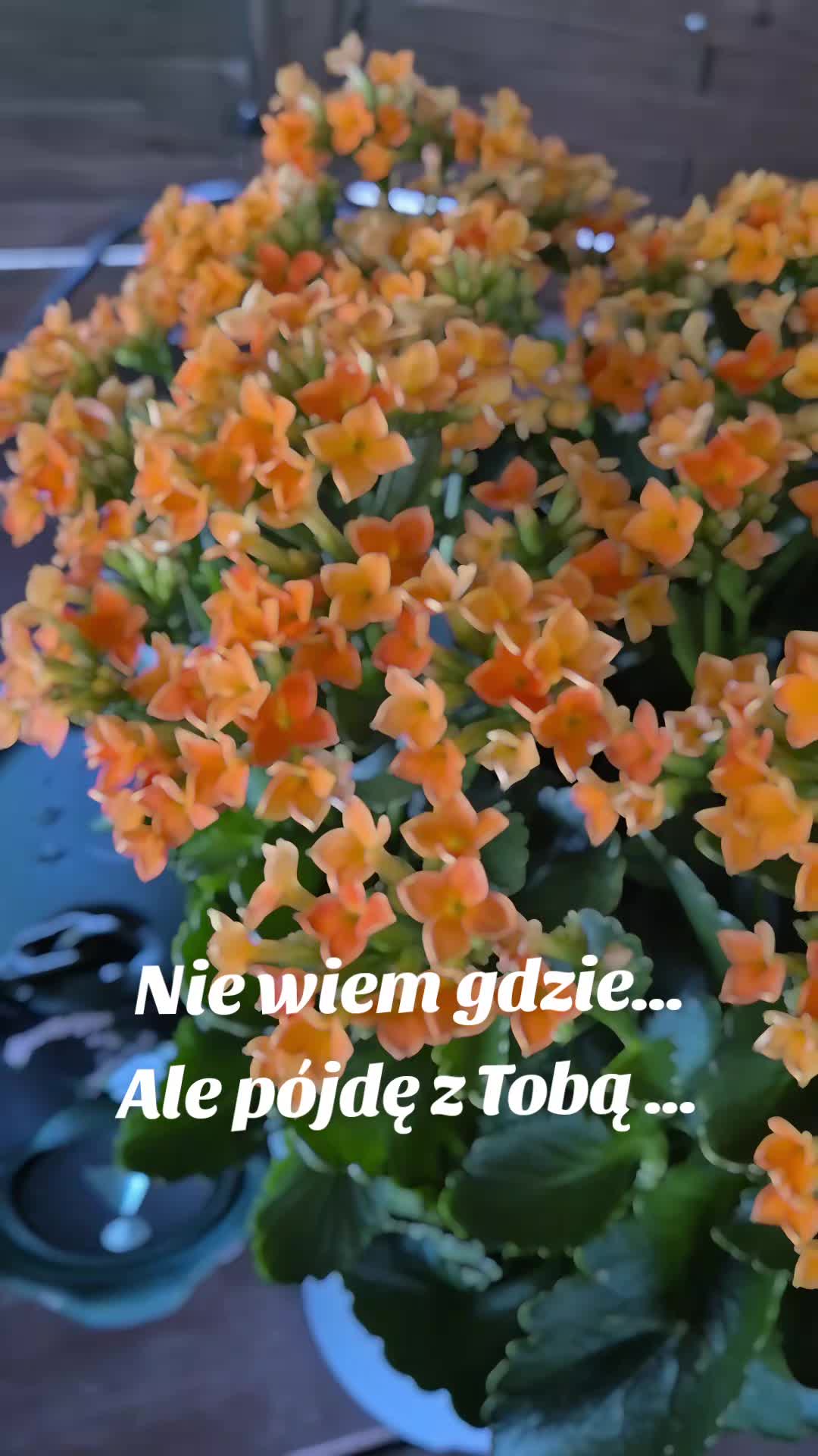 @🦁🌺🪻aasia🌺🪻