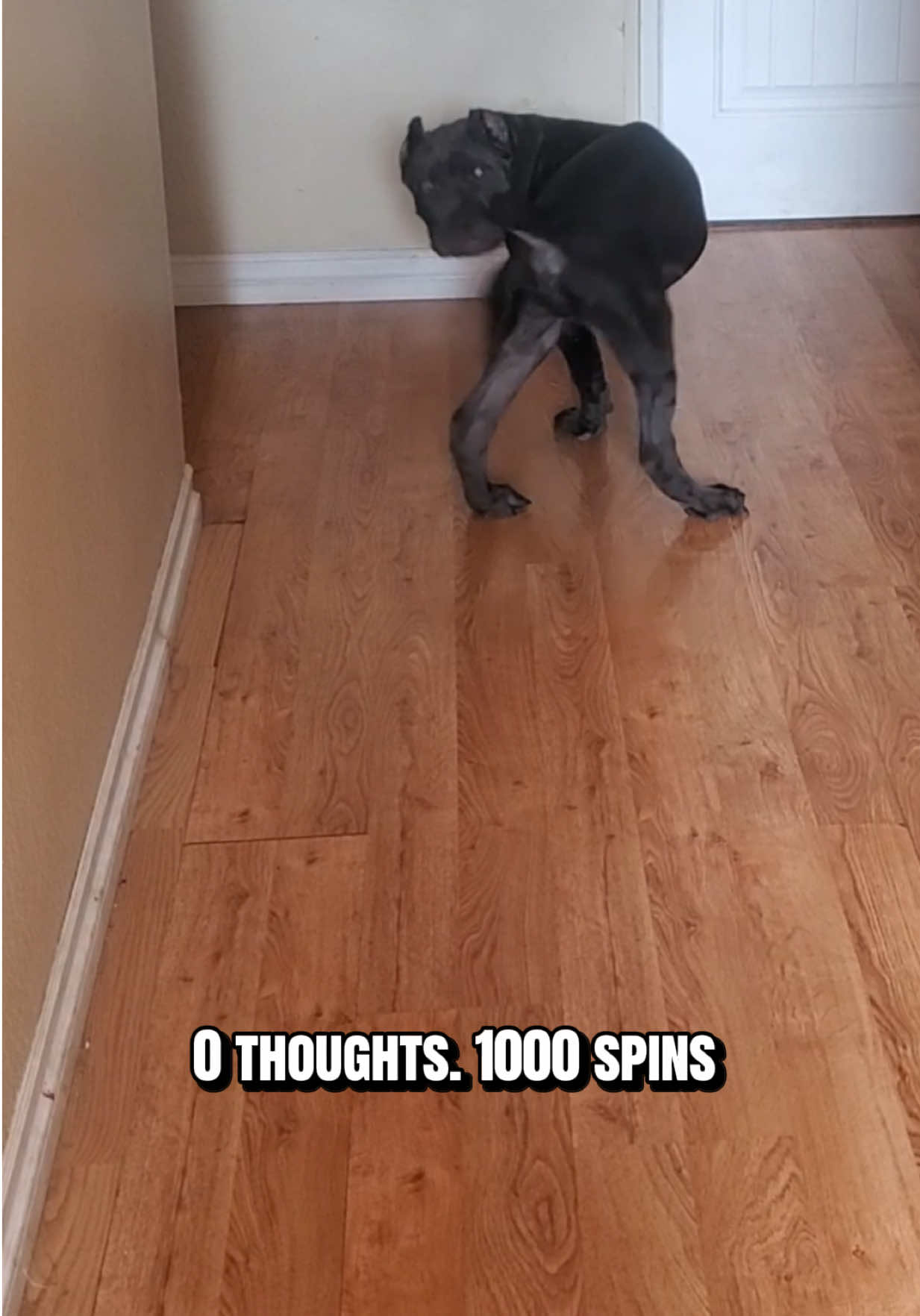 @Alistair the Cane Corso