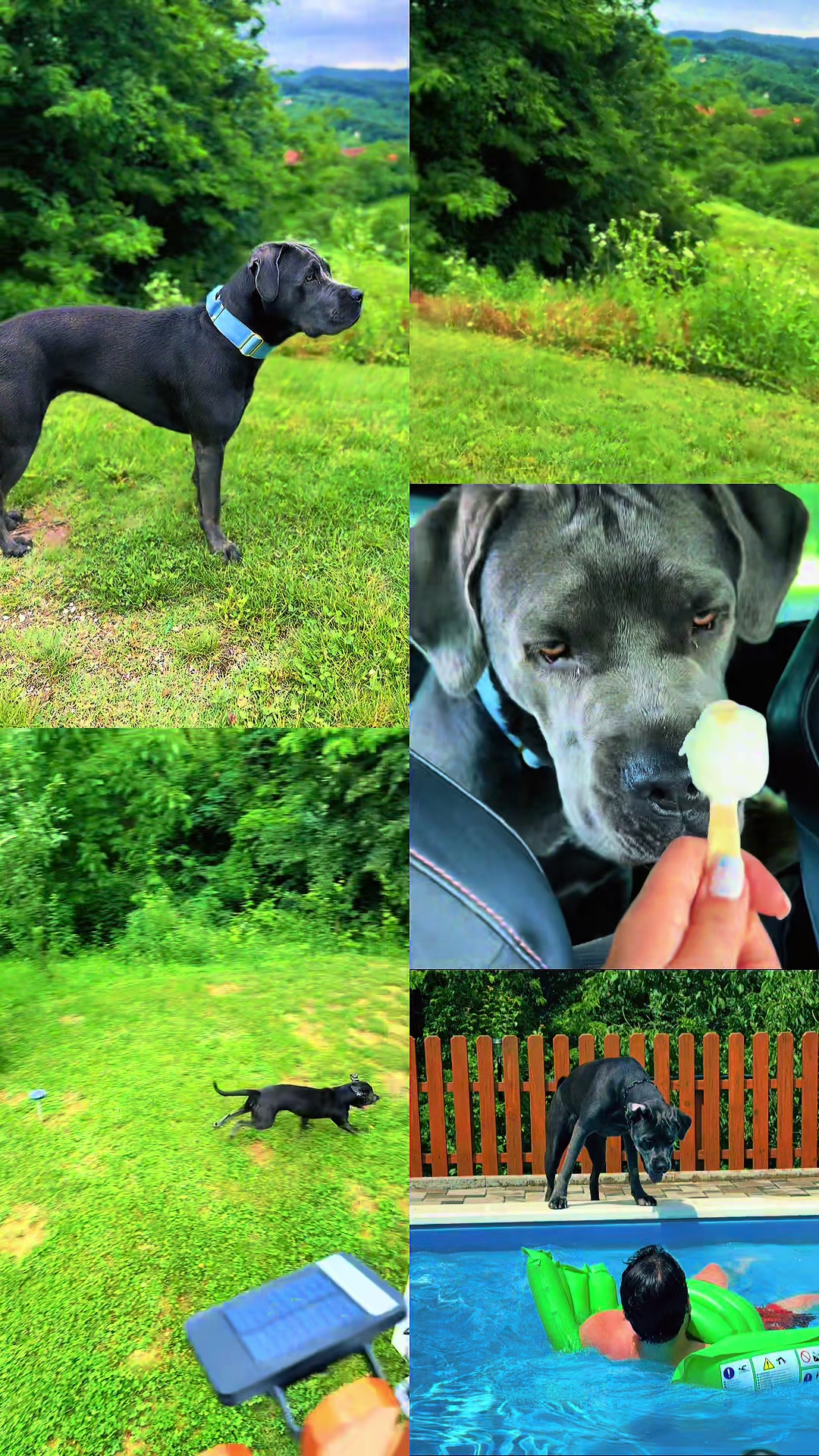 @Cane Corso Ayra 🐾