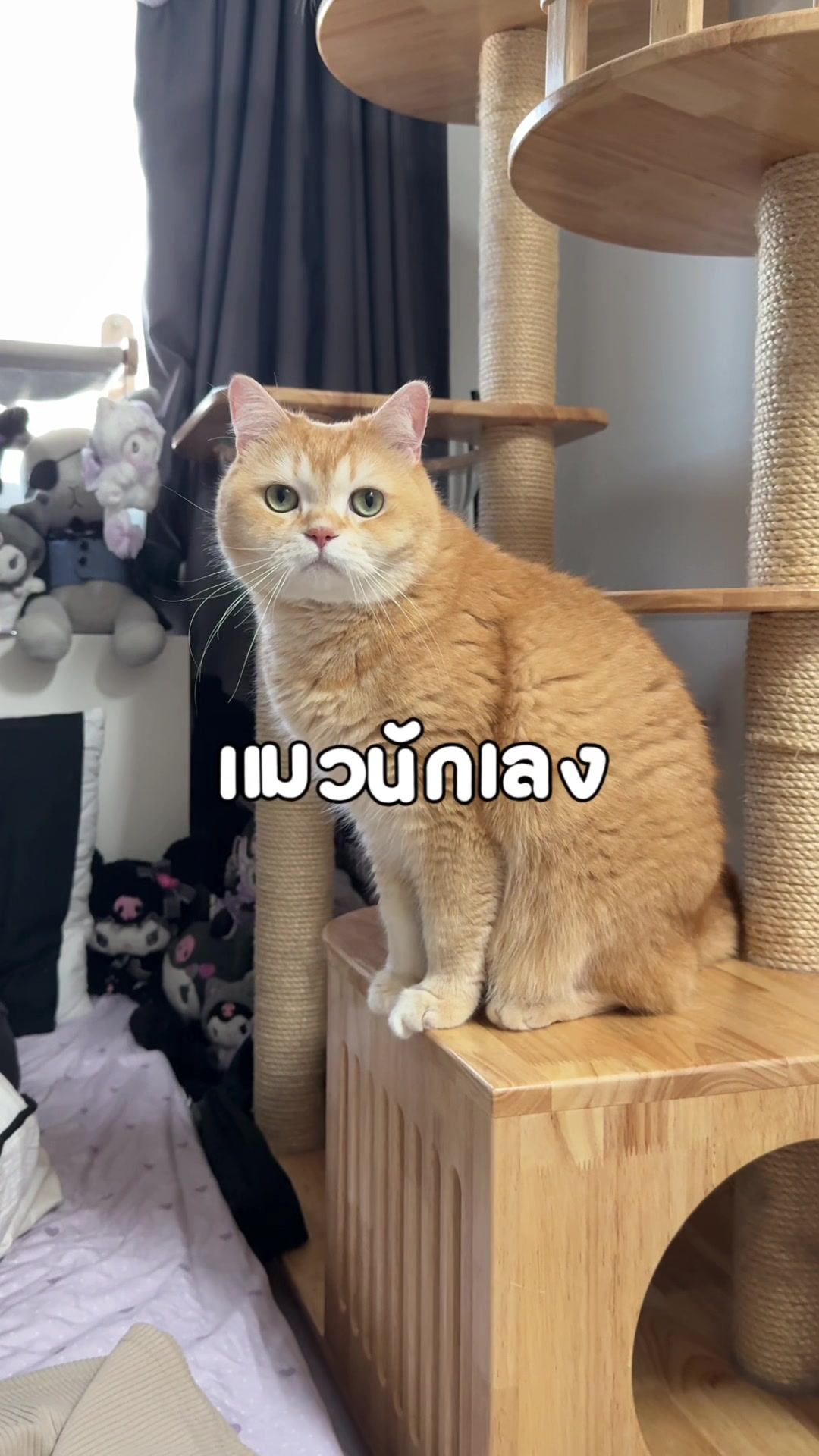 @ชิเอลแมวมึน 😺