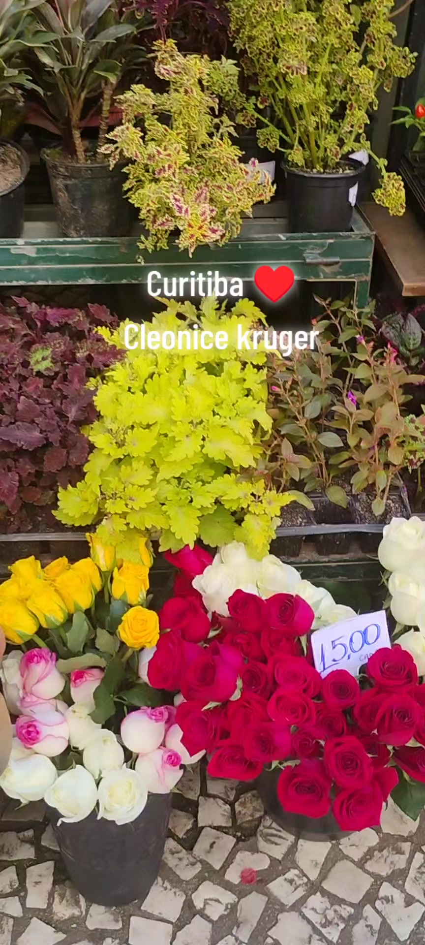 @Cleonice Kruger