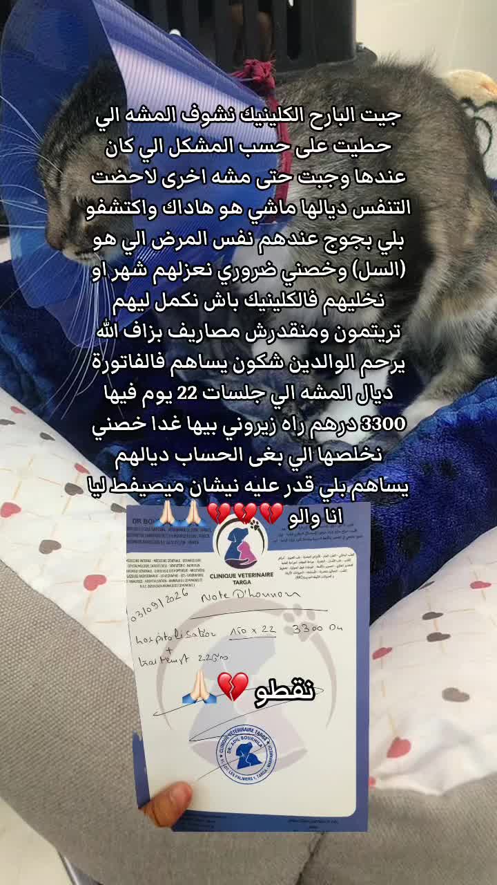 @๐๐ฑ Whiskers Rescue