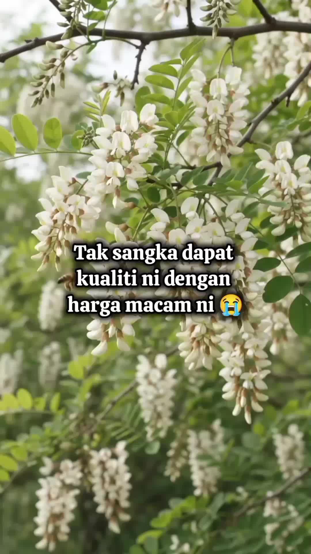 @DyzMayaHanz47