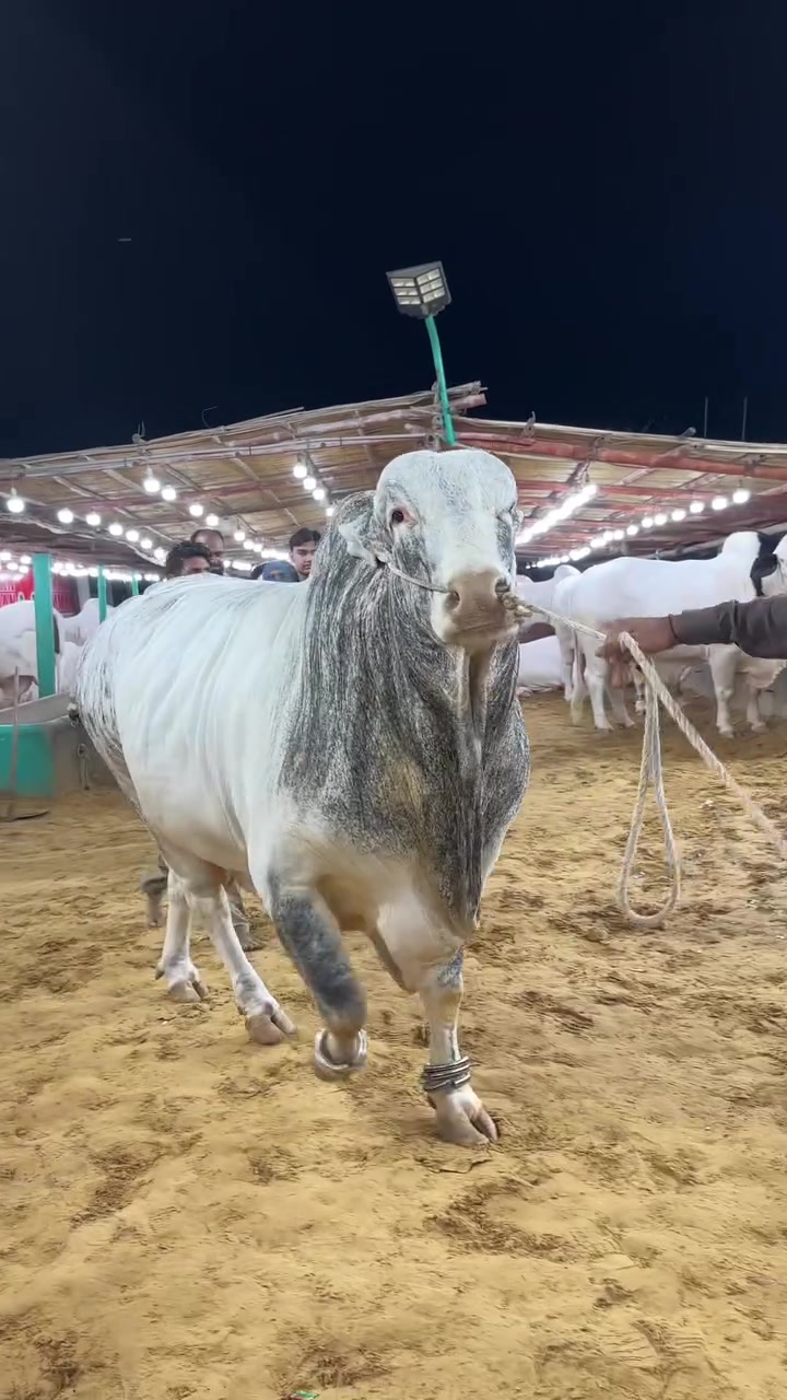 @Karachi Bull lovers