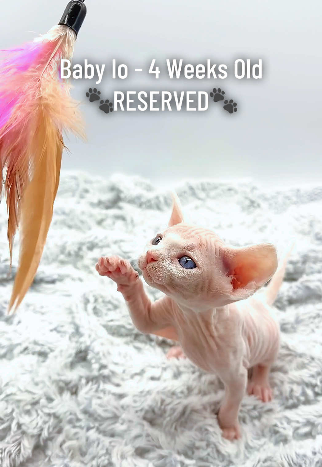 @Boba’s Buds Minskin Cats