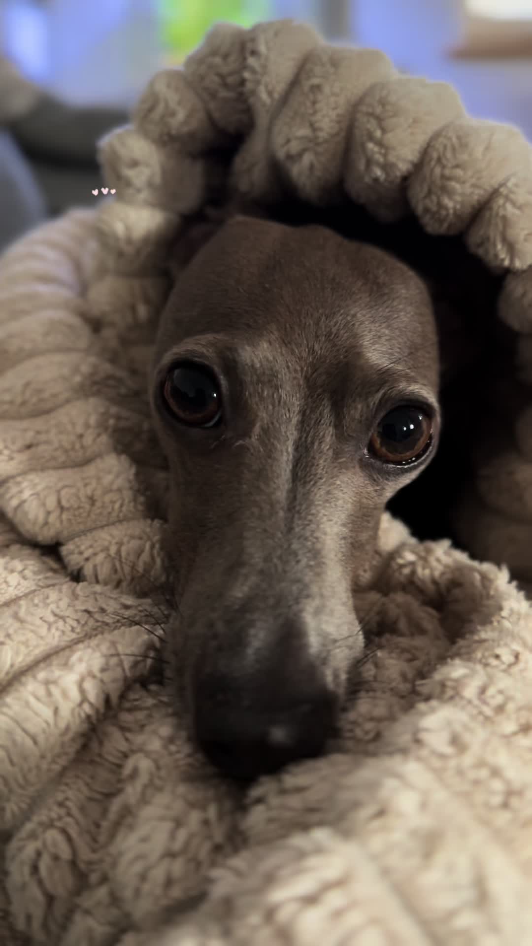 @🐾greyhound🐾