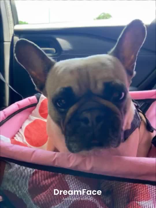 @Miss Lola the Frenchie