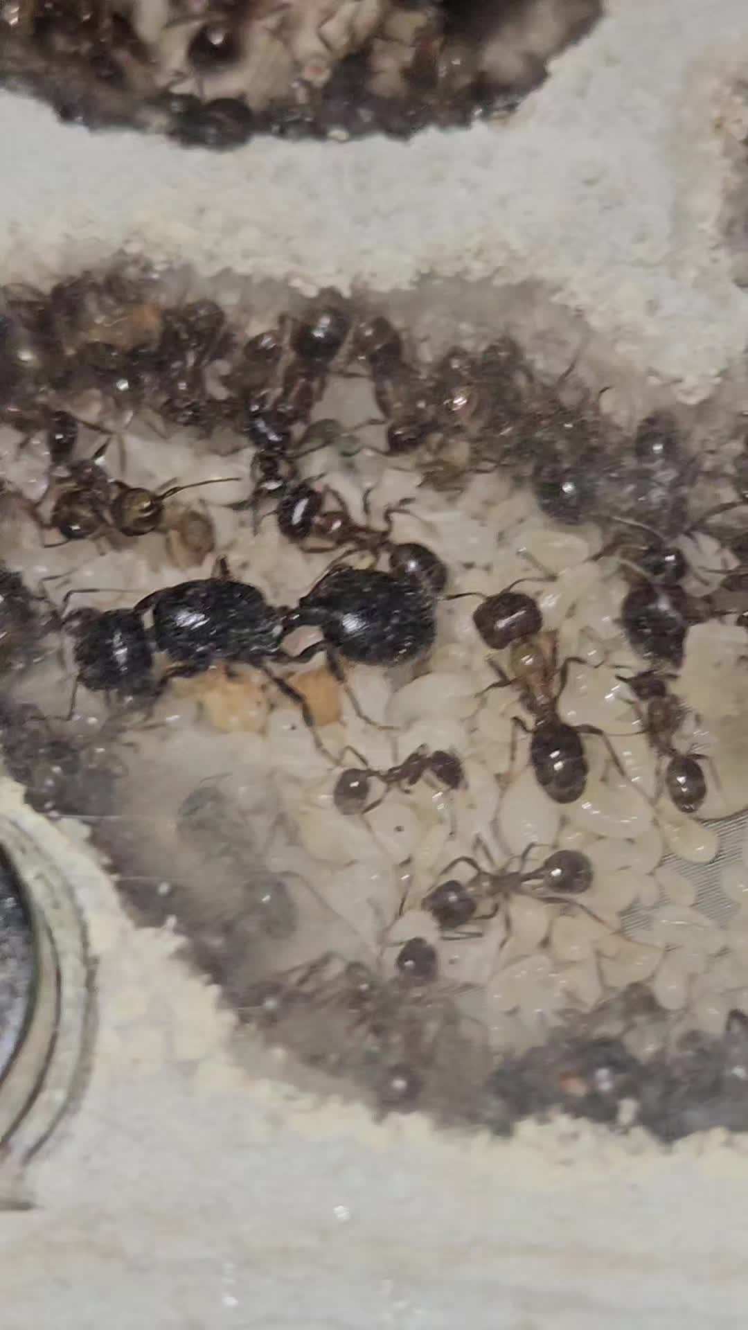 @Aaron's Ants