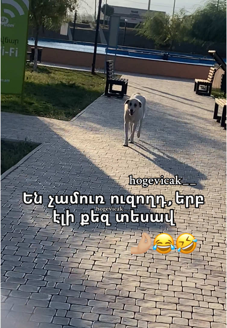 @hogevicak__