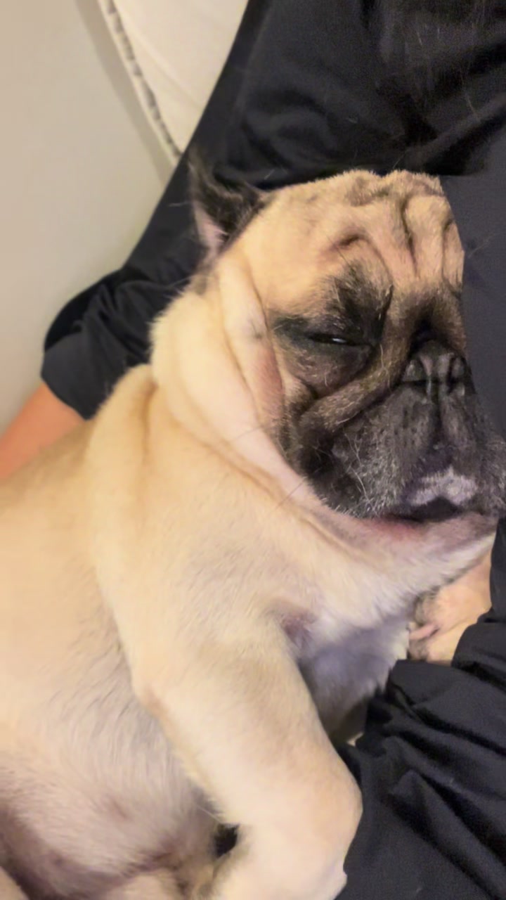 @pugSofyHarry