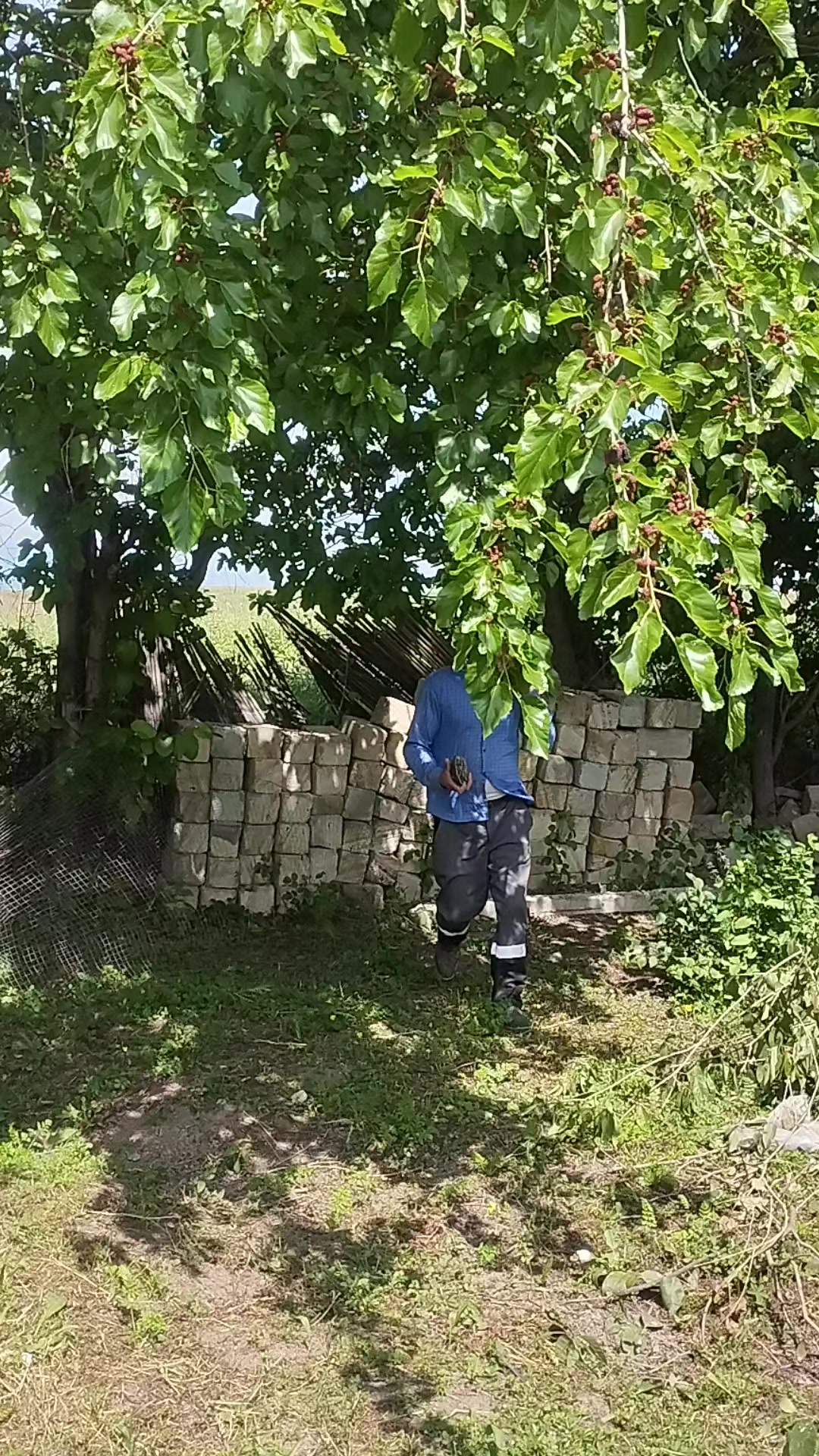 @Perviz