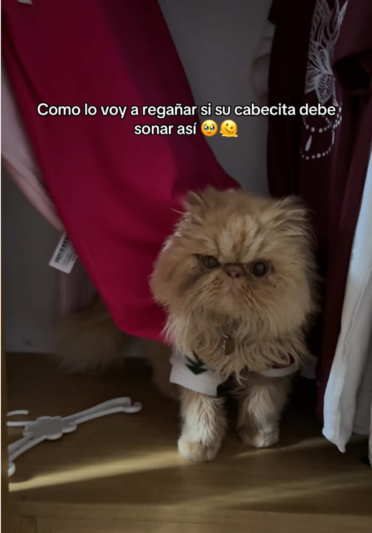 @Andreita 🤸🏽♂️