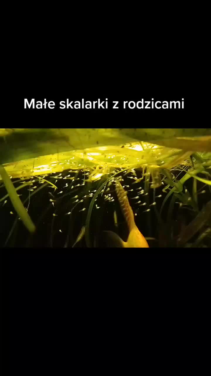 @🐟Mój wodny świat🐟