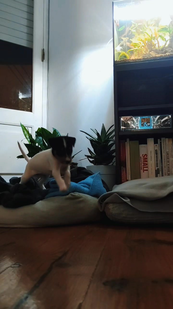 @Opie and Jax 🧡