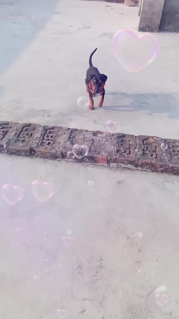 @Pranshu dwivedi
