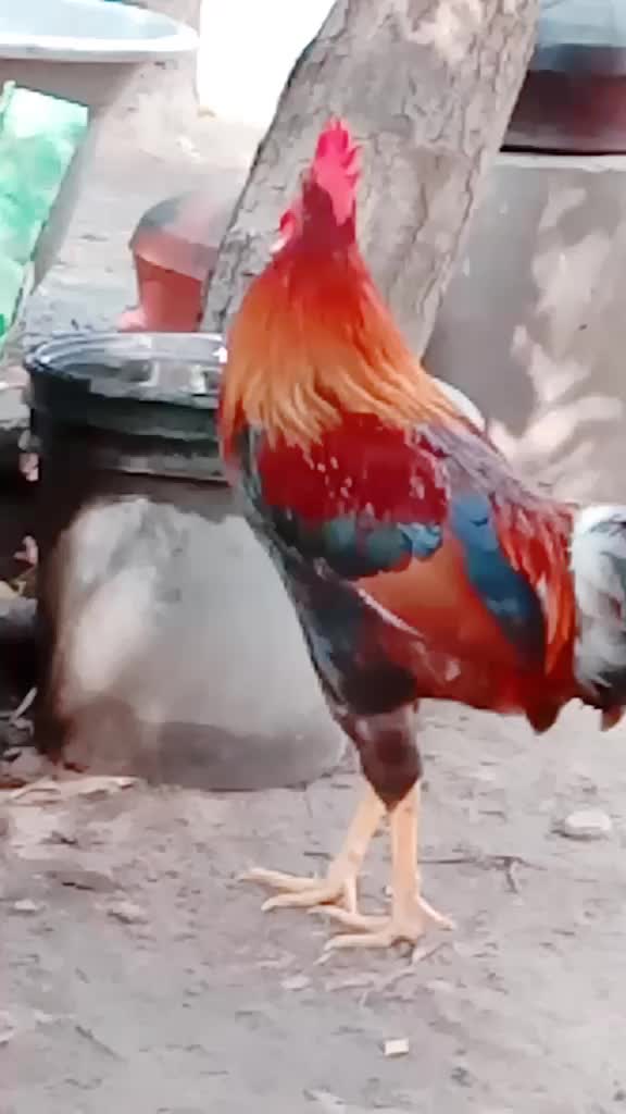 @thamilzhselvan