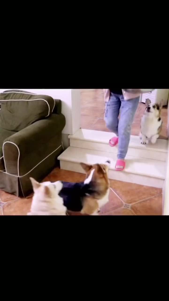 @corgilovecorgi