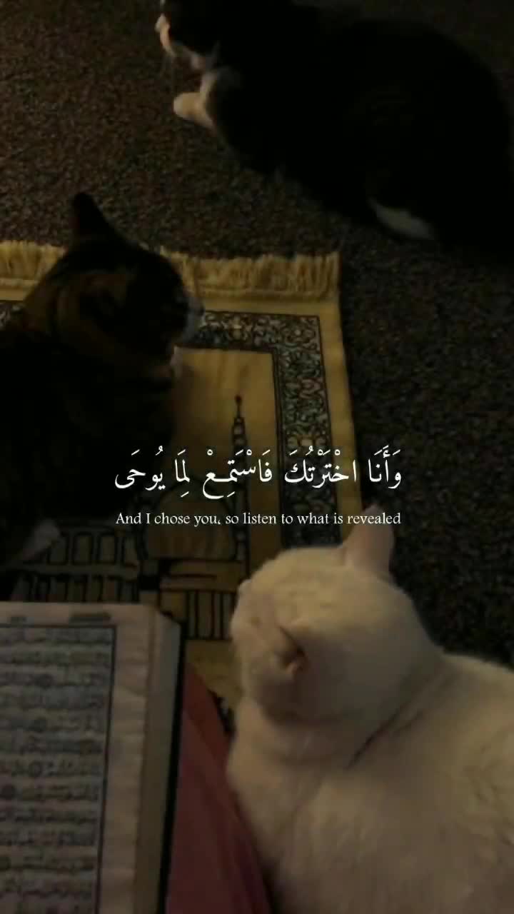 @بّــنـ☪ـ مِـألـﮏ(السوكني)❤🥀