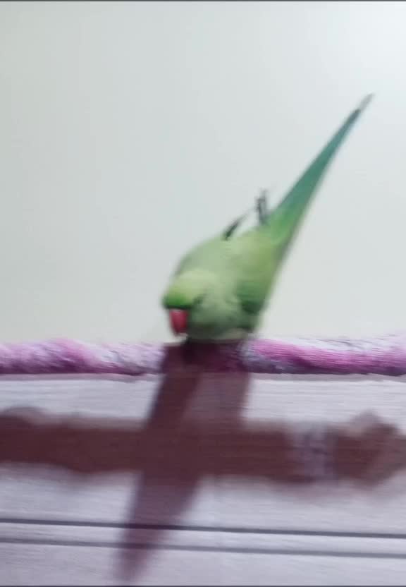 @Muskan Rajpoot