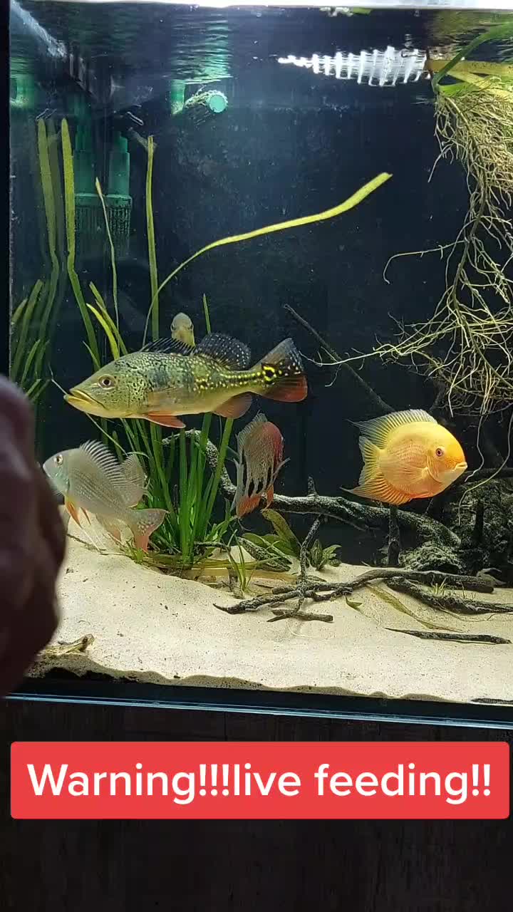 @South american cichlid