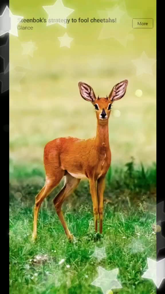 @🔥panayaraj rebel🔥
