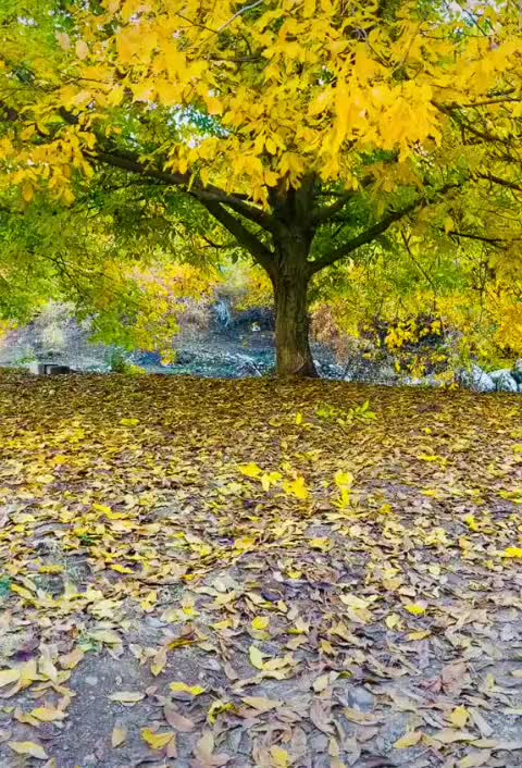 @Radwan. xalid