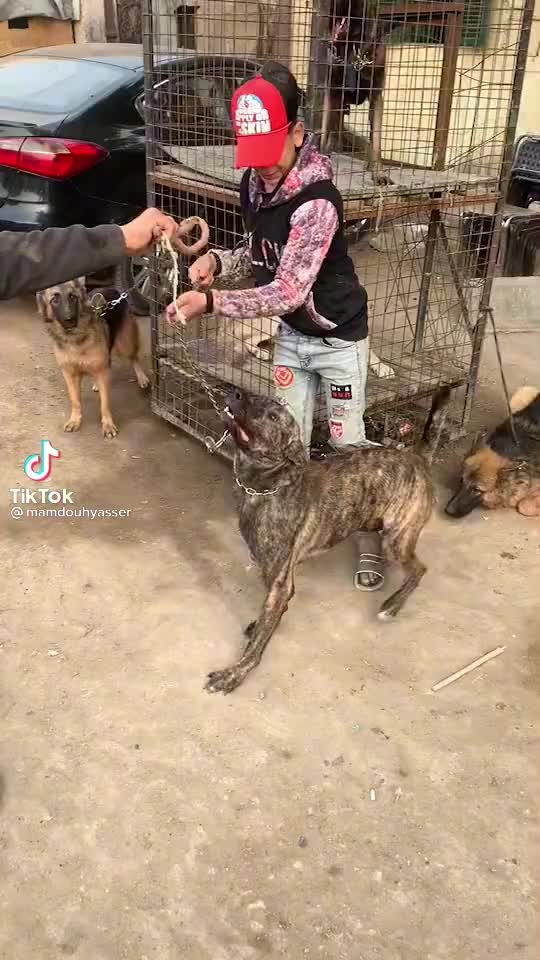 @اياد احمد غريب