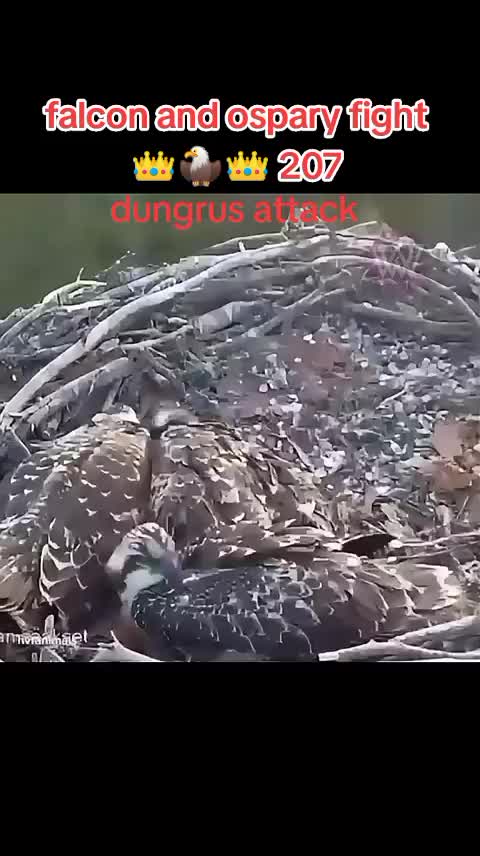 @🅣̣̣̣ 🅤̣̣̣ 🅜̣̣ 🅚̣̣ 🅞̣̣ 🅝̣