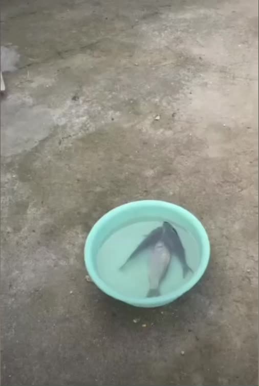 @Shahzaib Malik