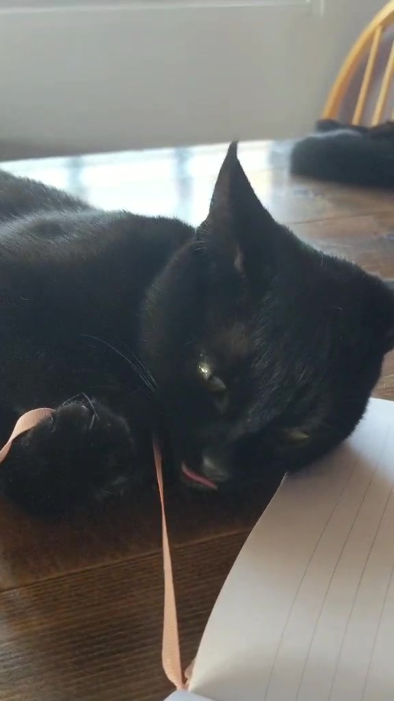 @Greeneyedkitties