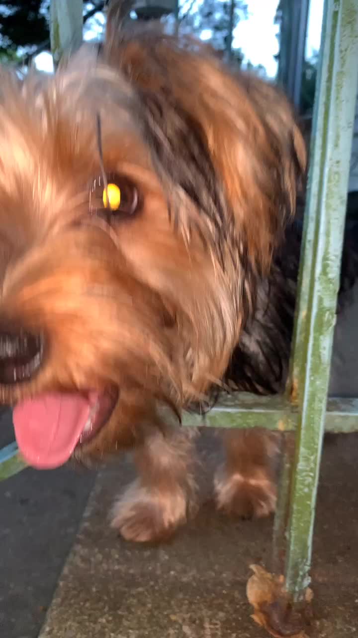 @tedtheyorkie