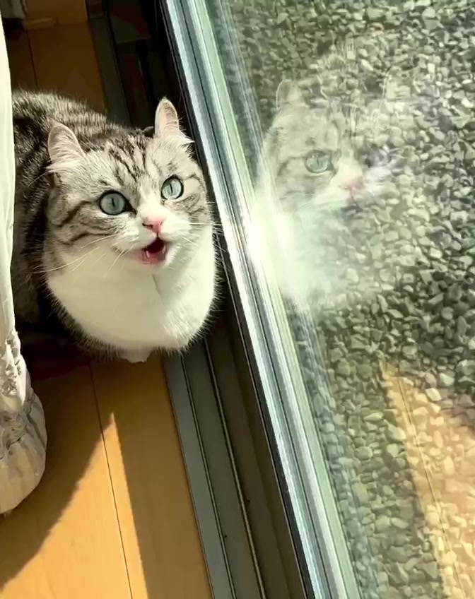 @гифки с комару