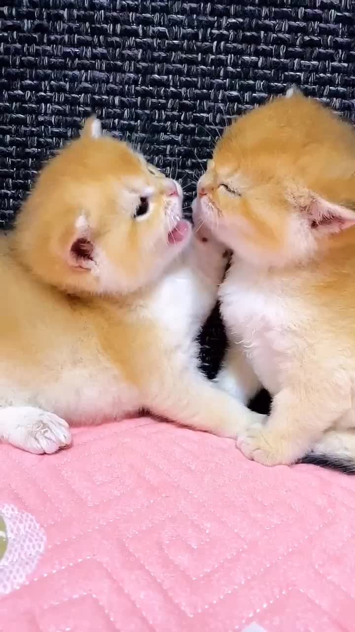 @linyi123450