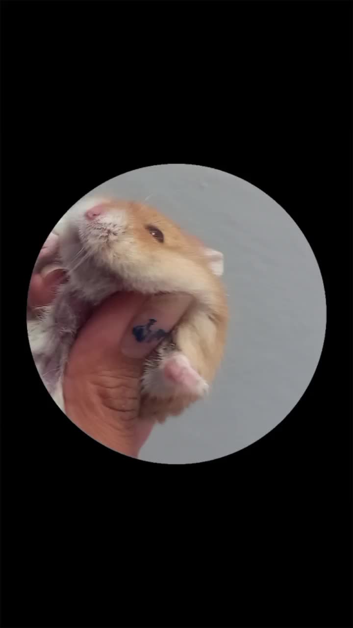 @Westie_Satur🎸🦈💓