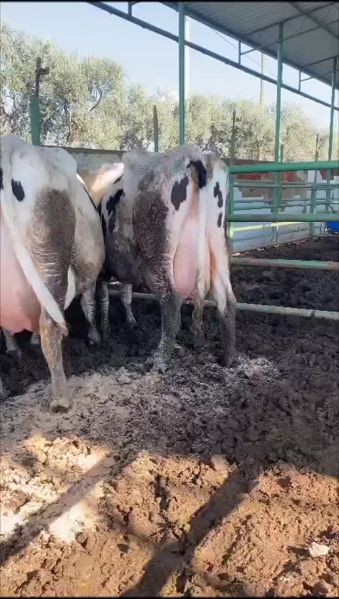 @B&Uuml;Y&Uuml;KBAŞ HAYVANCILIK