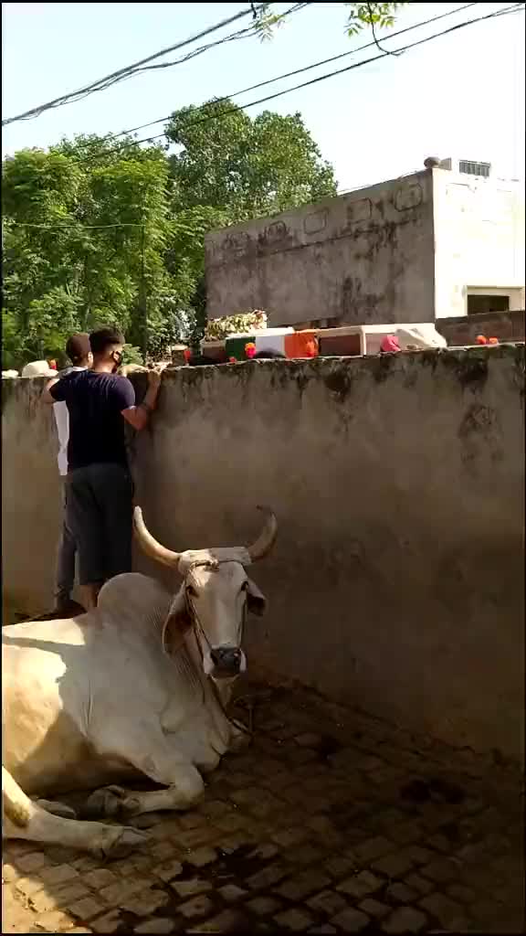 @AMAN (ਮਠਾੜੂ)