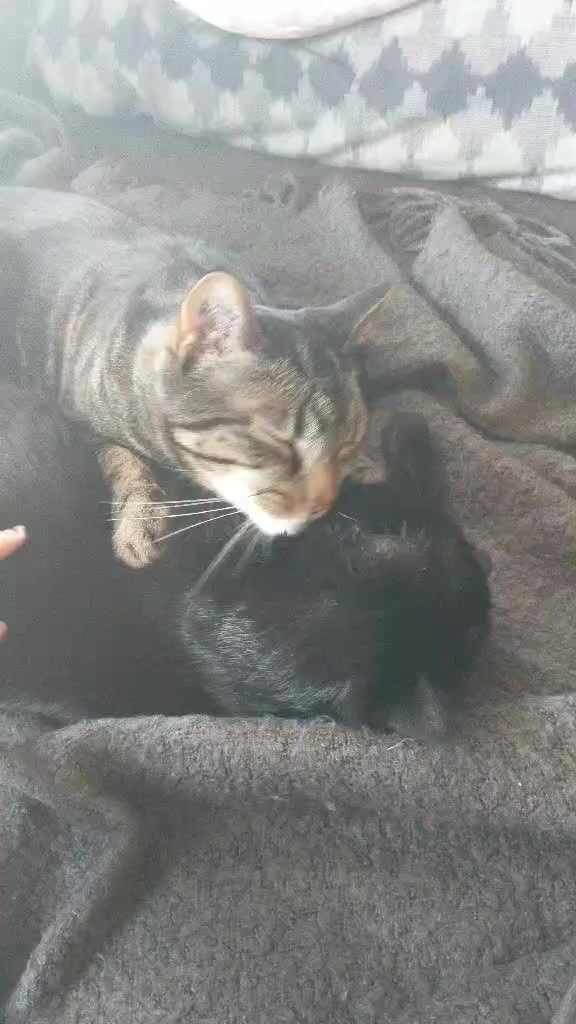 @Greeneyedkitties