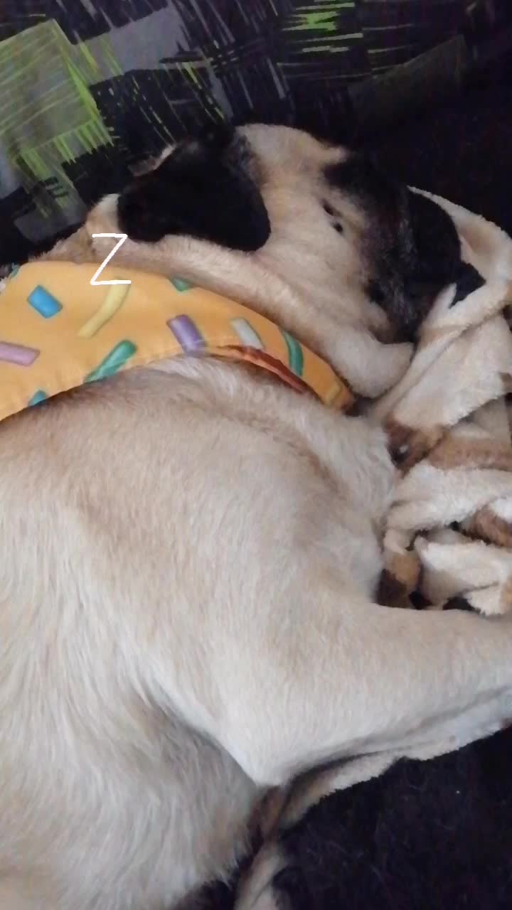 @CHATIRULO 🐶