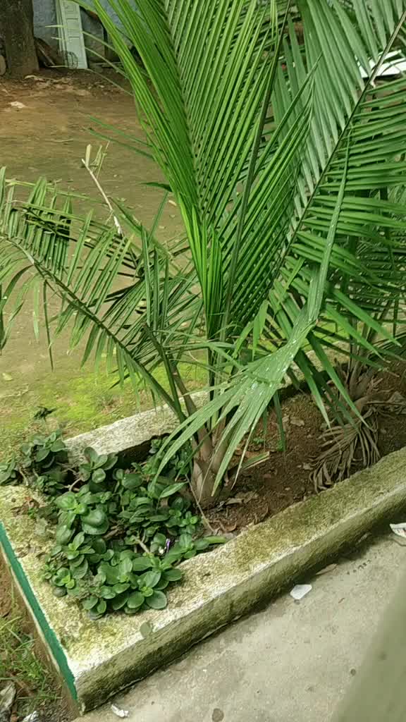 @priiya singh