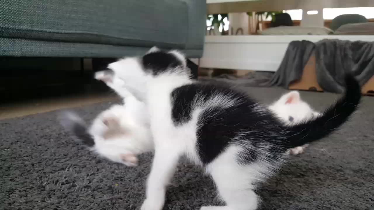 @Dutch Kitten family