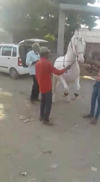 @HajiBhai malthari 🐴