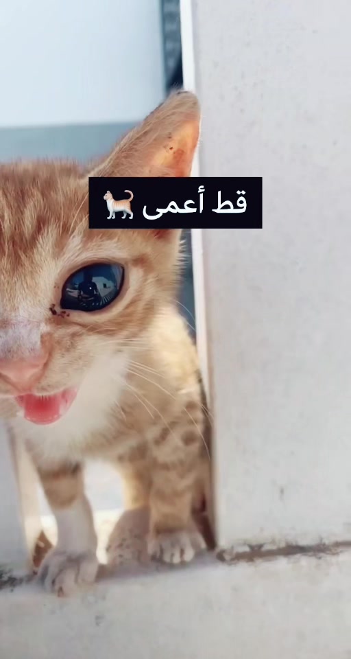 @younes.LawZay
