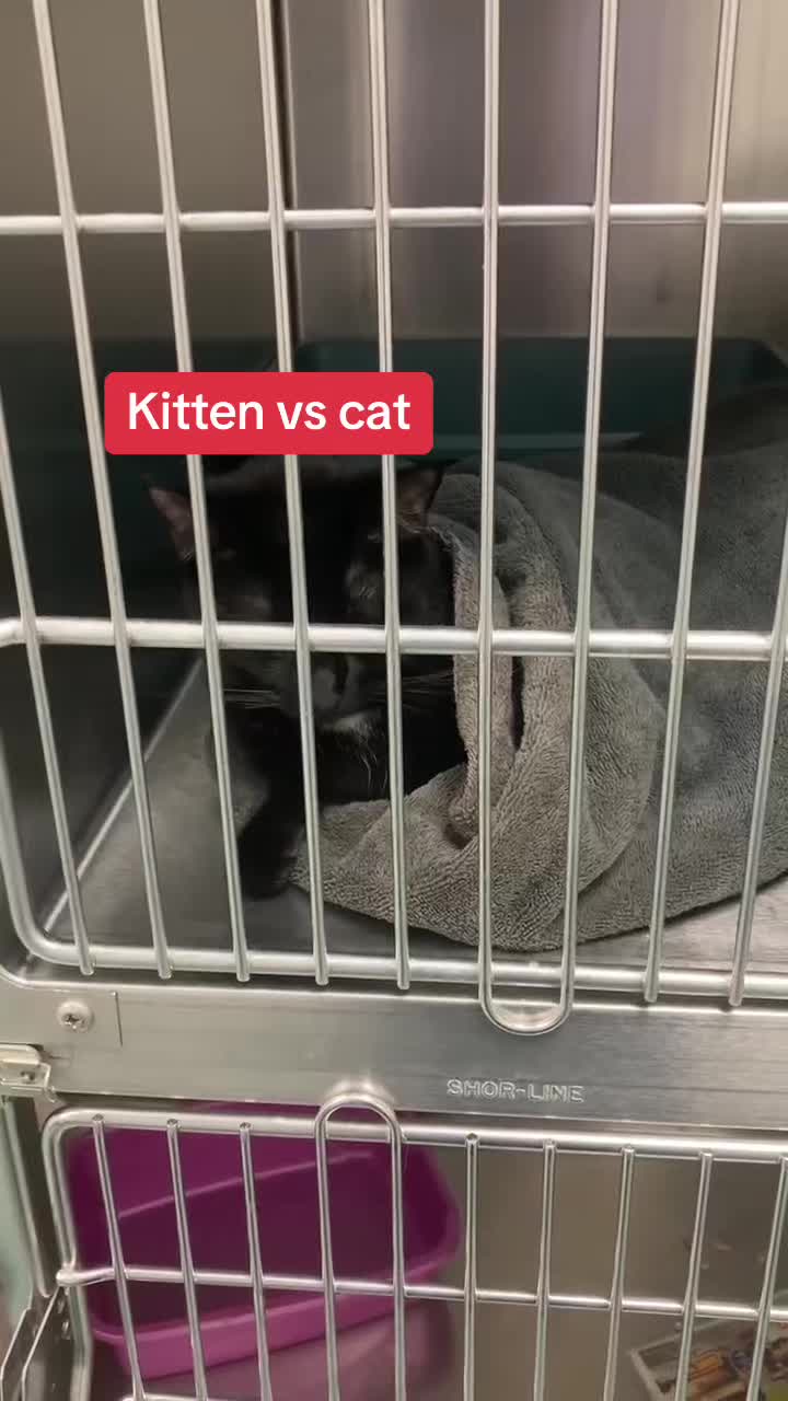 @ArlingtonAnimalHospitalsk