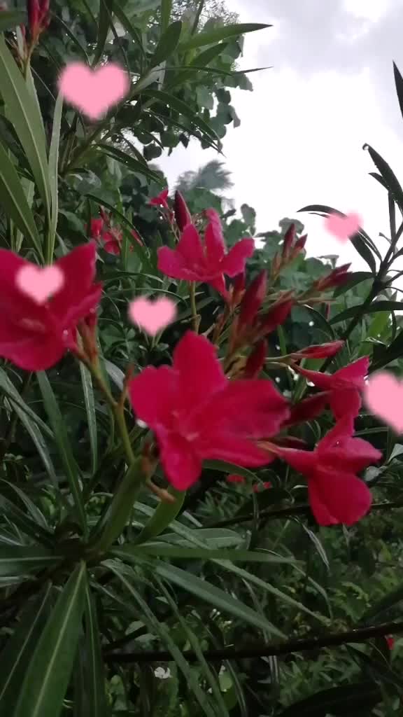 @Mano kutty