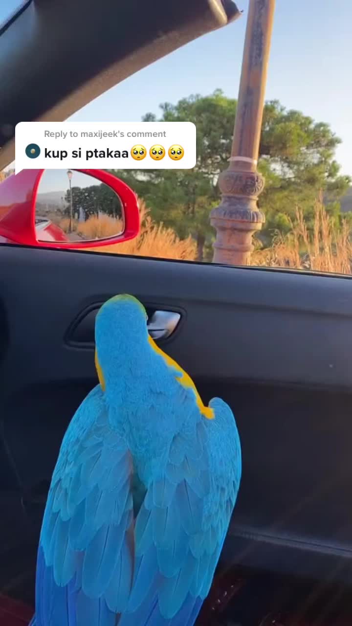 @hnedovlasej