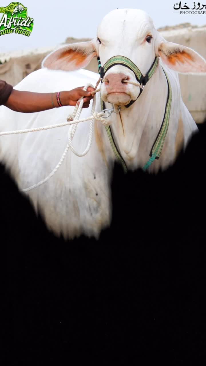 @🔥 Eid_cow 🔥